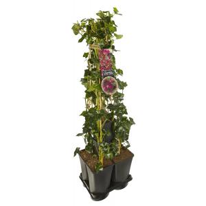 Privacy mix Hedera en Clematis Madame Julia Correvon 75 cm 5-pack klimplanten