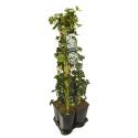 Privacy mix Hedera en Clematis Montana Grandiflora 75 cm 5-pack klimplanten