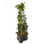 Privacy mix Hedera en Clematis Montana Grandiflora 75 cm 5-pack klimplanten