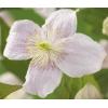 Privacy mix Hedera en Clematis Montana Mayleen 75 cm 5-pack klimplanten