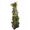 Privacy mix Hedera en Clematis Montana Mayleen 75 cm 5-pack klimplanten