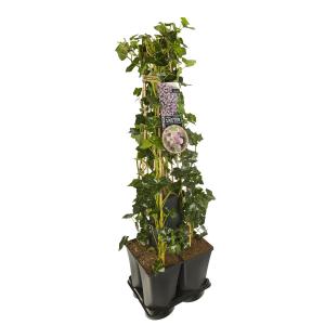 Privacy mix Hedera en Clematis Montana Mayleen 75 cm 5-pack klimplanten