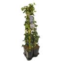 Privacy mix Hedera en Clematis Montana Rubens 75 cm 5-pack klimplanten