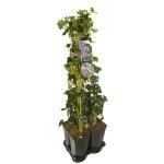 Privacy mix Hedera en Clematis Montana Rubens 75 cm 5-pack klimplanten