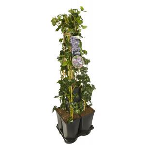Privacy mix Hedera en Clematis Montana Rubens 75 cm 5-pack klimplanten