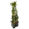 Privacy mix Hedera en Clematis Paul Farges 75 cm 5-pack klimplanten