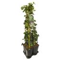 Privacy mix Hedera en Clematis Paul Farges 75 cm 5-pack klimplanten