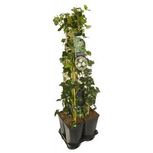 Privacy mix Hedera en Clematis Paul Farges 75 cm 5-pack klimplanten