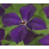 Privacy mix Hedera en Clematis Polish Spirit 75 cm 5-pack klimplanten