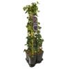 Privacy mix Hedera en Clematis Polish Spirit 75 cm 5-pack klimplanten