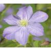 Privacy mix Hedera en Clematis Prince Charles 75 cm 5-pack klimplanten