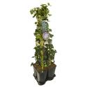 Privacy mix Hedera en Clematis Prince Charles 75 cm 5-pack klimplanten