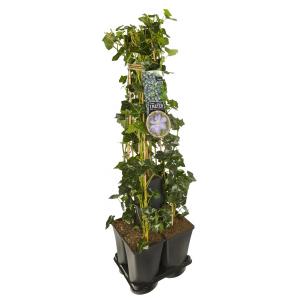 Privacy mix Hedera en Clematis Prince Charles 75 cm 5-pack klimplanten