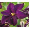 Privacy mix Hedera en Clematis Romantika 75 cm 5-pack klimplanten