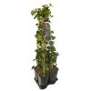 Privacy mix Hedera en Clematis Romantika 75 cm 5-pack klimplanten