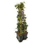 Privacy mix Hedera en Clematis Romantika 75 cm 5-pack klimplanten