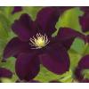 Privacy mix Hedera en Clematis Warszawska Nike 75 cm 5-pack klimplanten