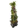 Privacy mix Hedera en Clematis Warszawska Nike 75 cm 5-pack klimplanten