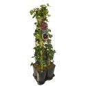 Privacy mix Hedera en Clematis Warszawska Nike 75 cm 5-pack klimplanten