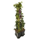 Privacy mix Hedera en Clematis Warszawska Nike 75 cm 5-pack klimplanten