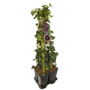 Privacy mix Hedera en Clematis Warszawska Nike 75 cm 5-pack klimplanten