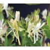Privacy mix Hedera en Lonicera Belgica Select 75 cm 5-pack klimplanten