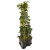 Privacy mix Hedera en Lonicera Belgica Select 75 cm 5-pack klimplanten