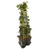 Privacy mix Hedera en Lonicera Hall's Prolific 75 cm 5-pack klimplanten