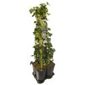 Privacy mix Hedera en Lonicera Hall's Prolific 75 cm 5-pack klimplanten