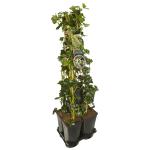 Privacy mix Hedera en Lonicera Hall's Prolific 75 cm 5-pack klimplanten