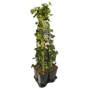 Privacy mix Hedera en Lonicera Hall's Prolific 75 cm 5-pack klimplanten