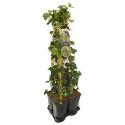 Privacy mix Hedera en Lonicera Periclymenum 75 cm 5-pack klimplanten