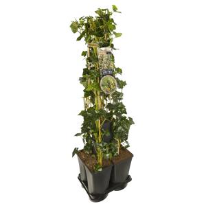 Privacy mix Hedera en Lonicera Periclymenum 75 cm 5-pack klimplanten