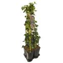 Privacy mix Hedera en Lonicera Periclymenum Serotina 75 cm 5-pack klimplanten