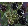 Braam Rubus Thornless Evergreen 120 cm klimplant