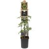 Braam Rubus Thornless Evergreen 120 cm klimplant