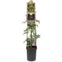 Braam Rubus Thornless Evergreen 120 cm klimplant