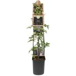 Braam Rubus Thornless Evergreen 120 cm klimplant