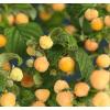 Gele Framboos Rubus Idaeus Golden Bliss 120 cm klimplant