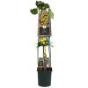 Gele Framboos Rubus Idaeus Golden Bliss 120 cm klimplant