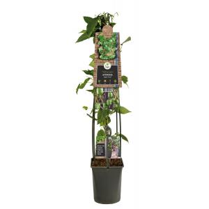 Kiwi Plant Actinidia Arguta Issai 120 cm klimplant