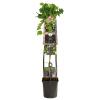 Zwarte Bes Ribes Nigrum Titania 120 cm klimplant