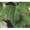 Hedera Helix 120 cm klimplant