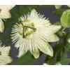 Passiflora Snow Queen PBR 120 cm klimplant