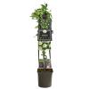 Passiflora Snow Queen PBR 120 cm klimplant