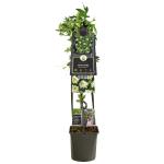 Passiflora Snow Queen PBR 120 cm klimplant