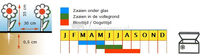 Basilicum biologische zaden - Genoveser - Gustaso