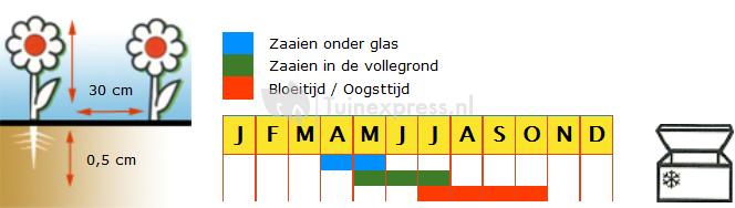 Bladselderij (rood) zaden - Giant Red