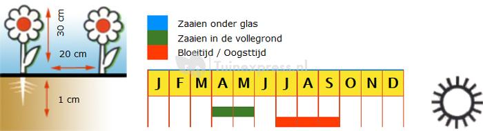 Adonis bloedrood bloemzaden - Kooltjevuur