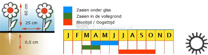 Bonte Ganzebloem bloemzaden - Rainbow Mix